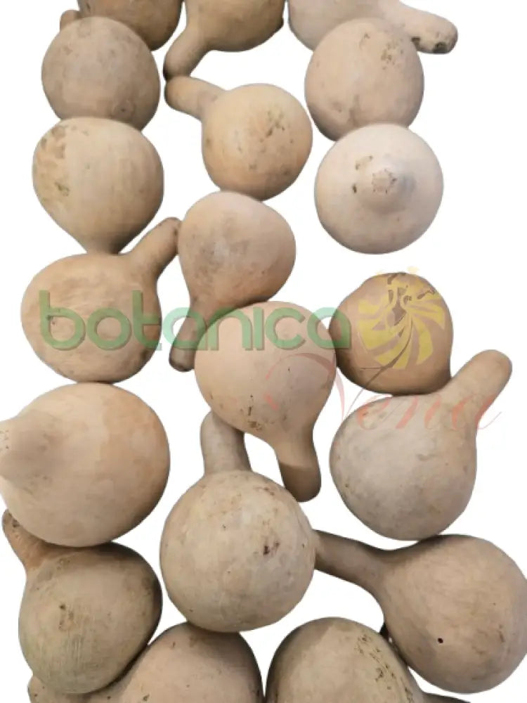 Calabaza en forma de pera 1 und Pequeña