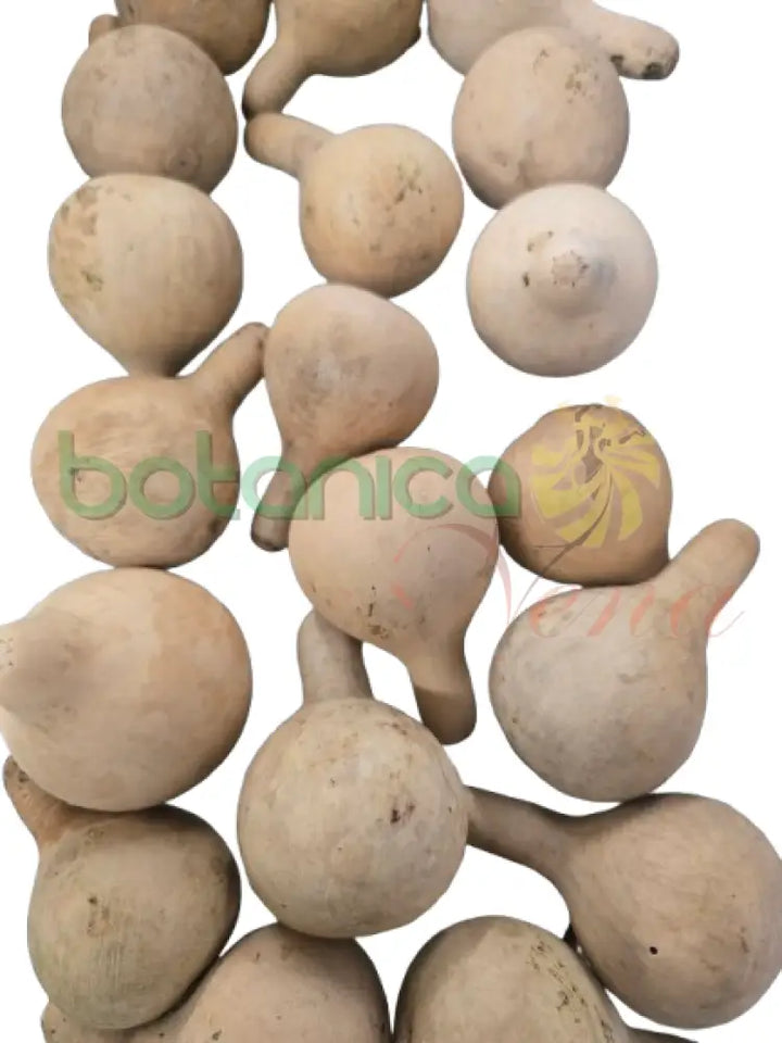 Calabaza en forma de pera 1 und Pequeña