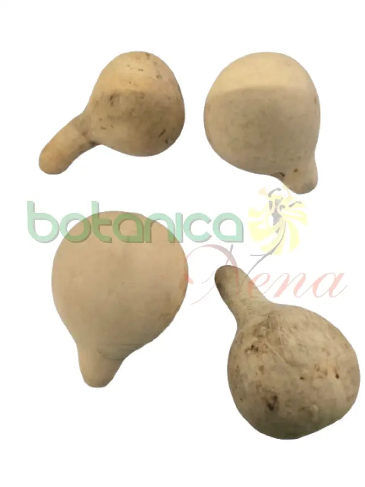 Calabaza en forma de pera 1 und Pequeña