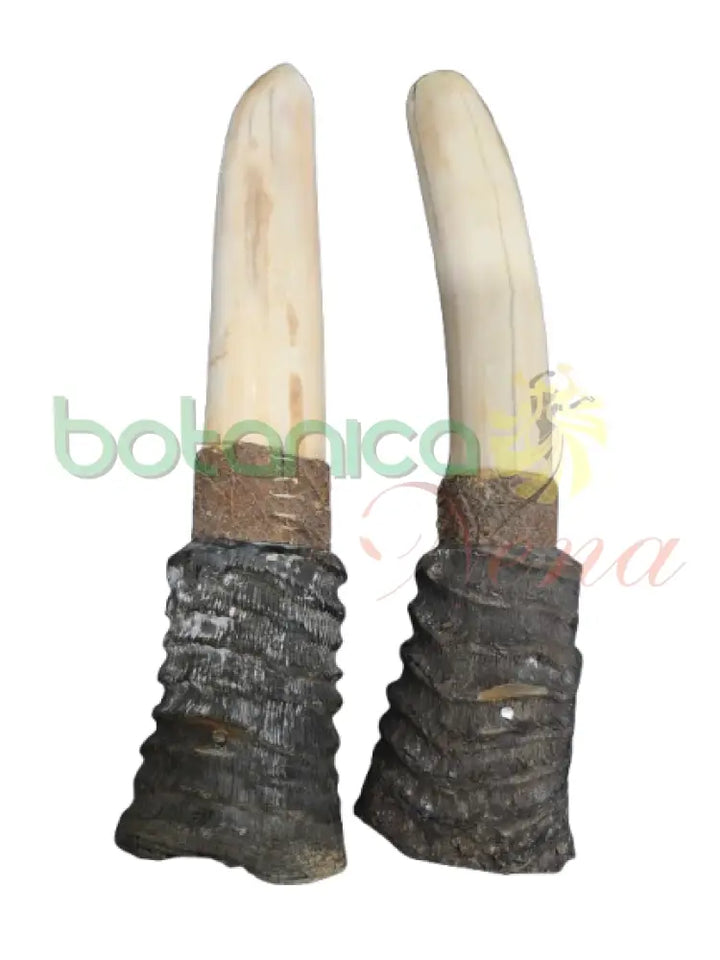 Campana Marfil con Tarro Antilope Pequeno con tarro Atilooe 9’’ H x 1.5W