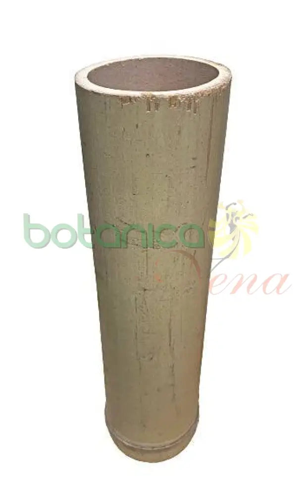 Caña Brava / Bambú - Botanica Nena