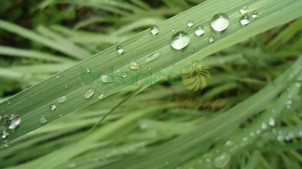 Fresh Holy Cane (Cana Santa) - Botanica Nena