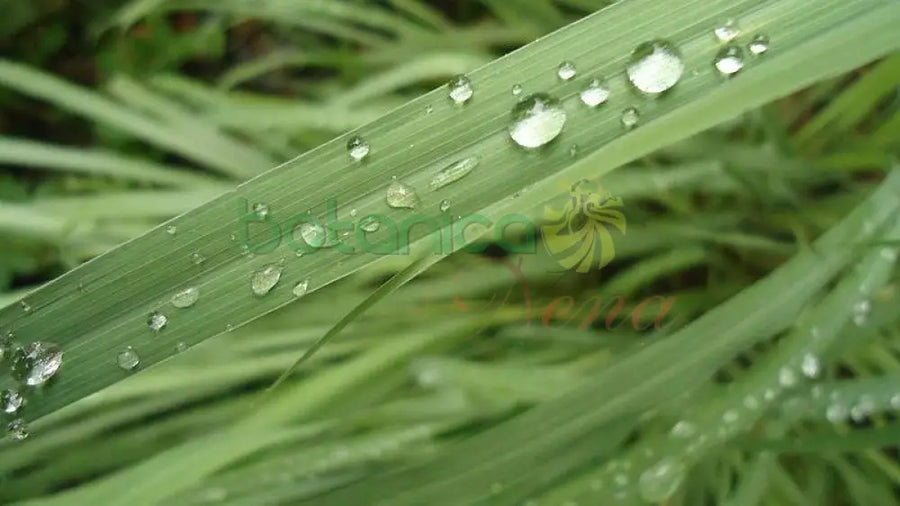 Fresh Holy Cane (Cana Santa) - Botanica Nena