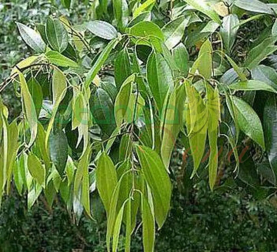 Fresh Cinnamon (Canela) - Botanica Nena