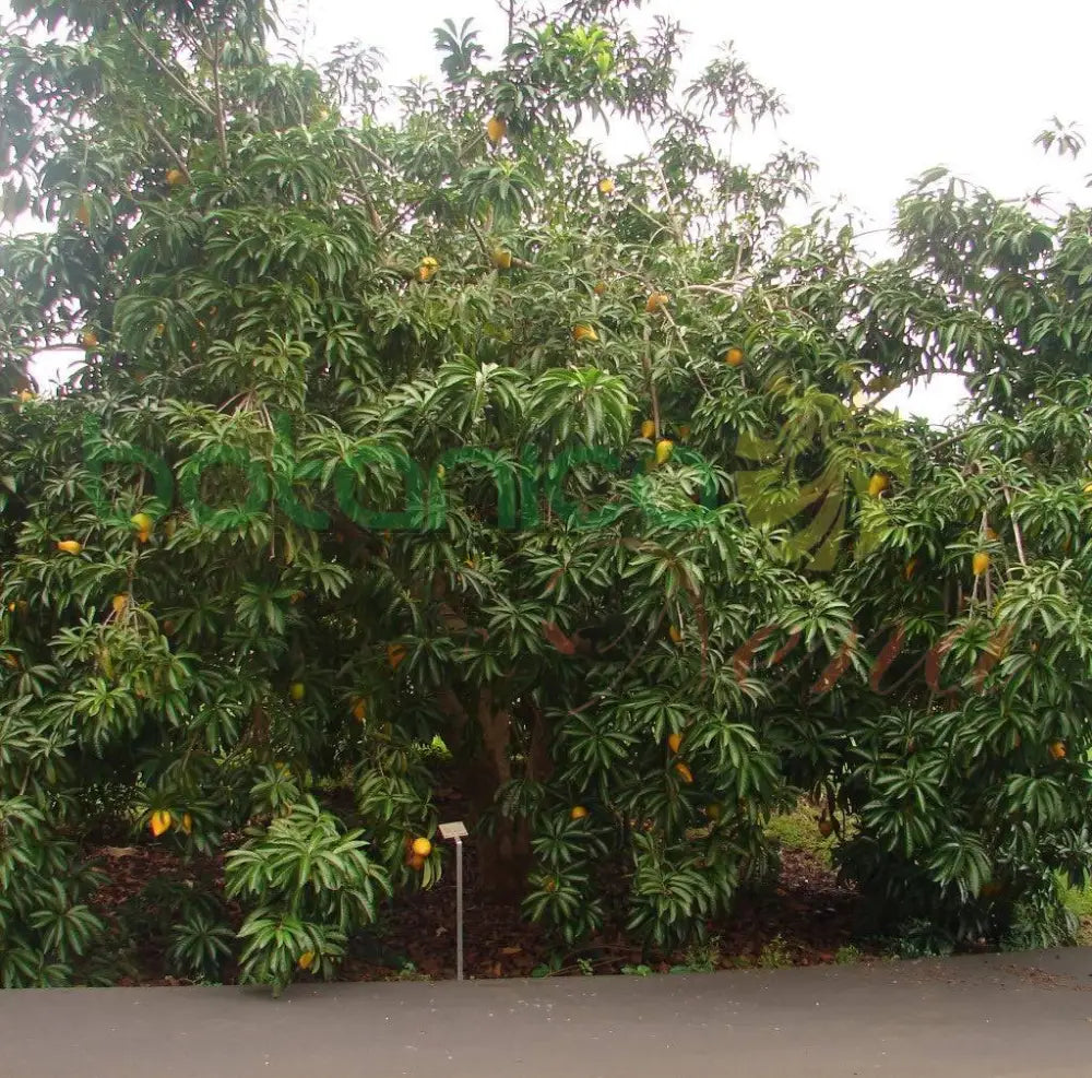 Fresh Canistel - Botanica Nena