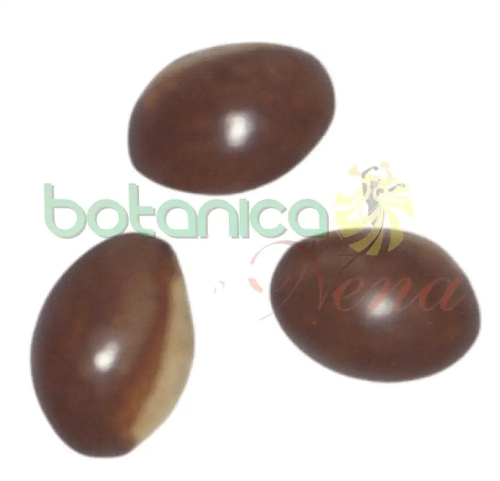 Canistel Semilla - Botanica Nena