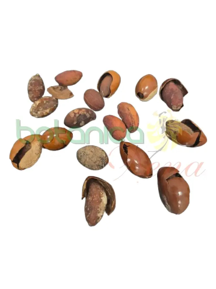 Canistel Semilla. 1 Unidad