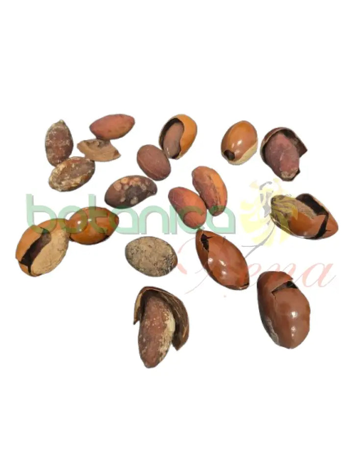 Canistel Semilla. 1 Unidad