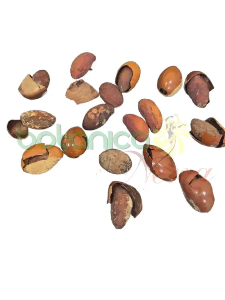 Canistel Semilla. 1 Unidad