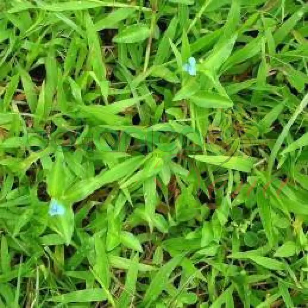 Fresh Canutillo - Botanica Nena