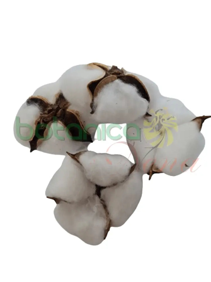 Capullo de algodon - Botanica Nena