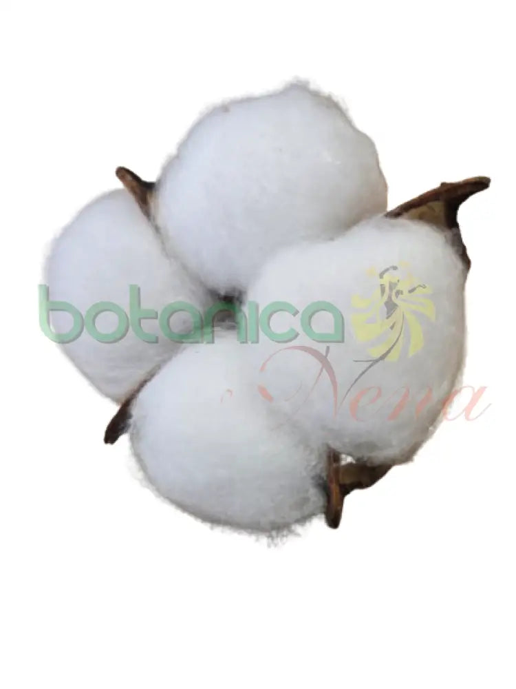 Capullo de algodon Grande