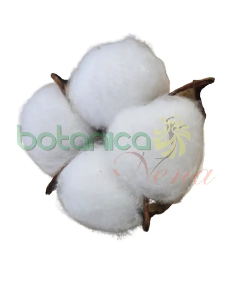 Capullo de algodon Grande
