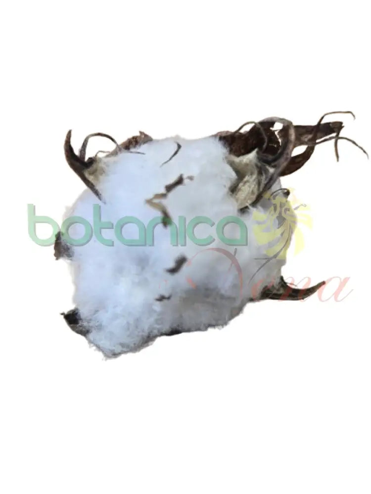 Capullo de algodon Pequeño