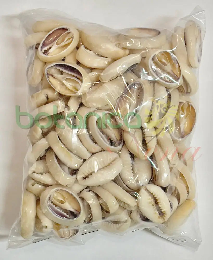 Caracol cauri abierto 1 libra