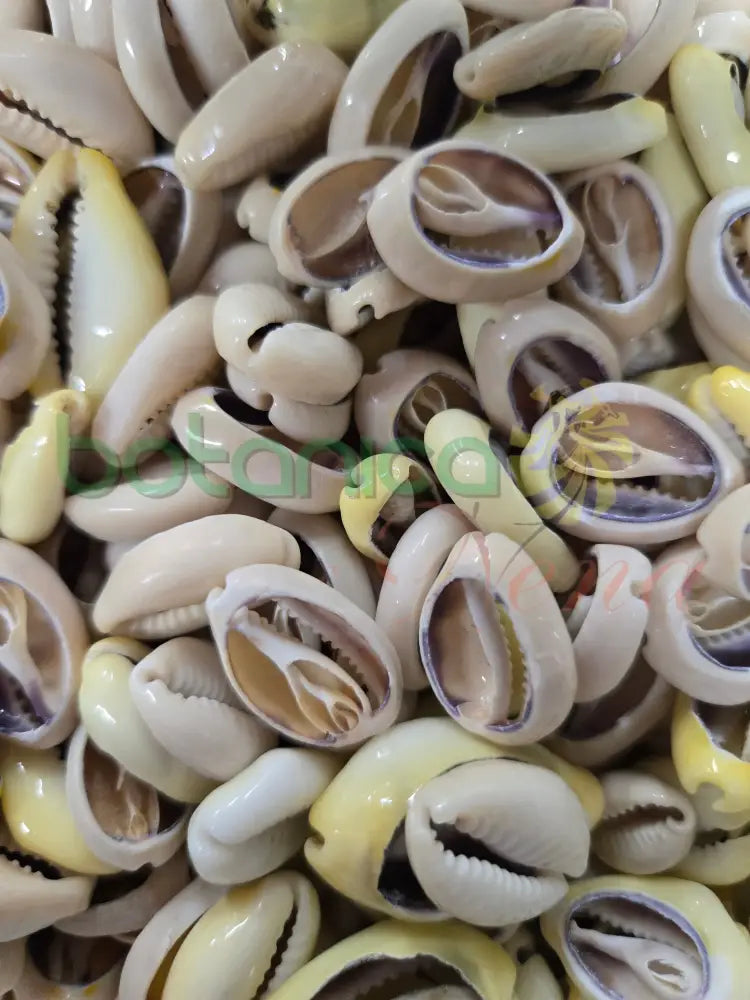 Caracol cauri abierto 1 unidad