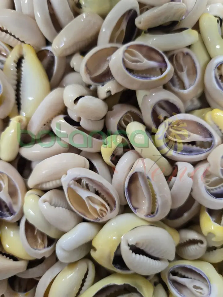 Caracol cauri abierto 1 unidad