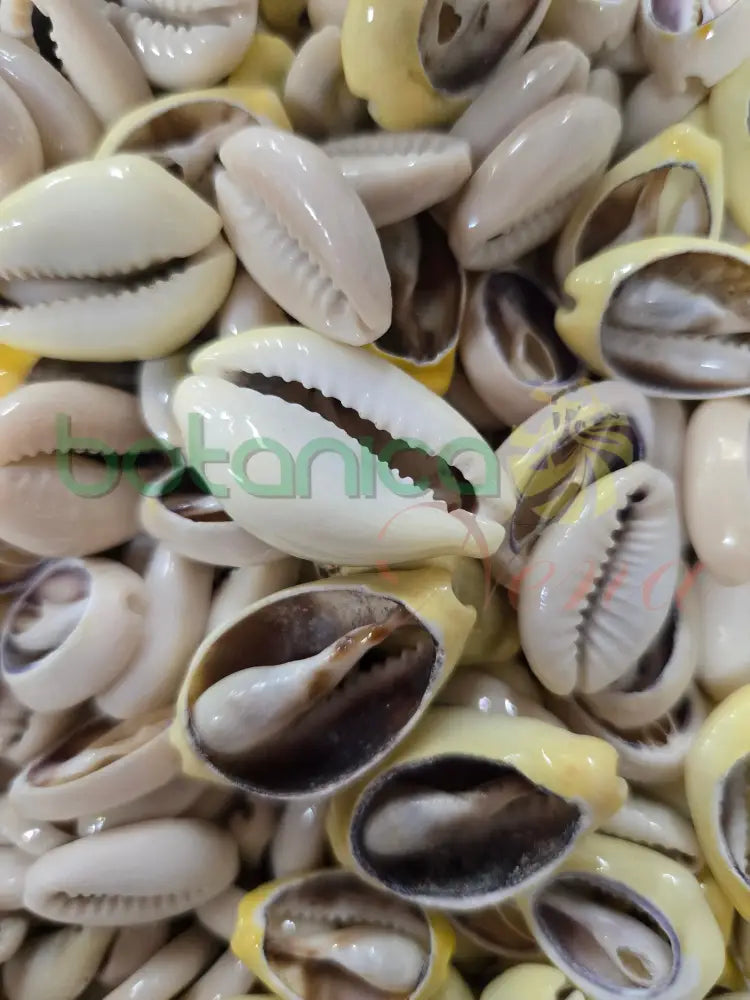 Caracol cauri abierto