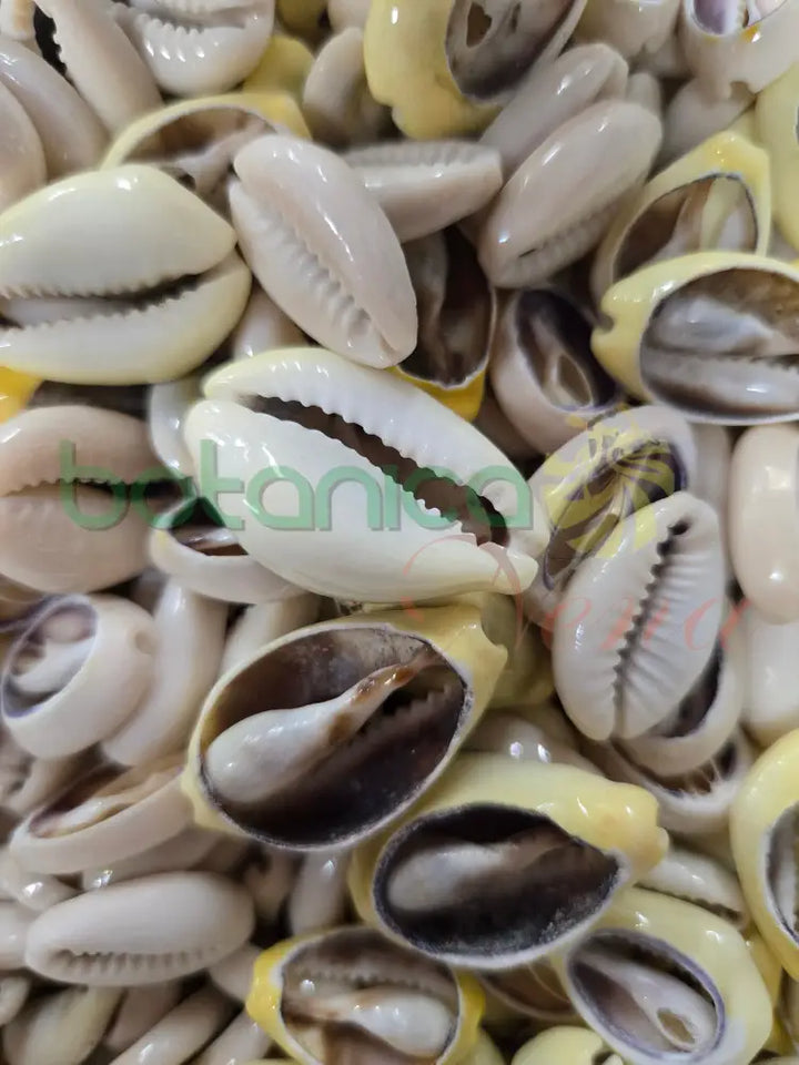 Caracol cauri abierto