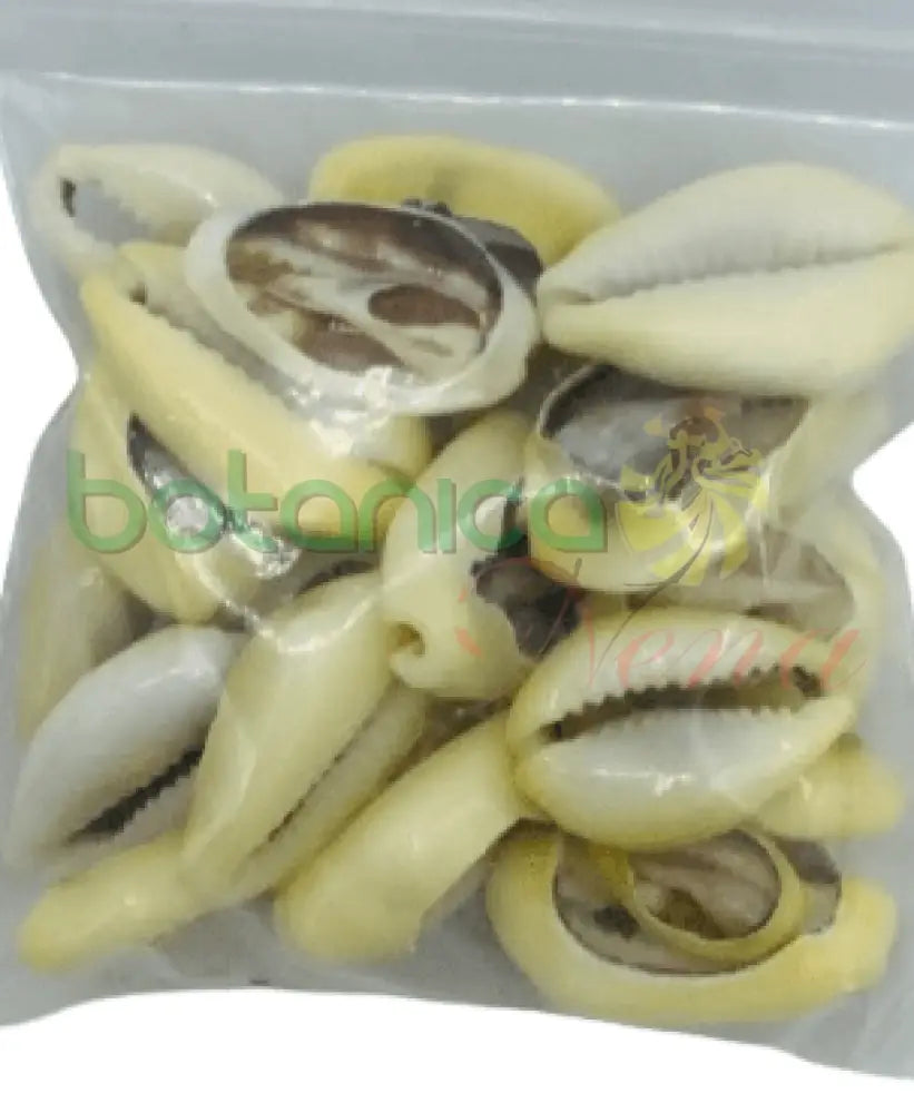 Caracoles cauri abiertos mano 21 piezas - Botanica Nena