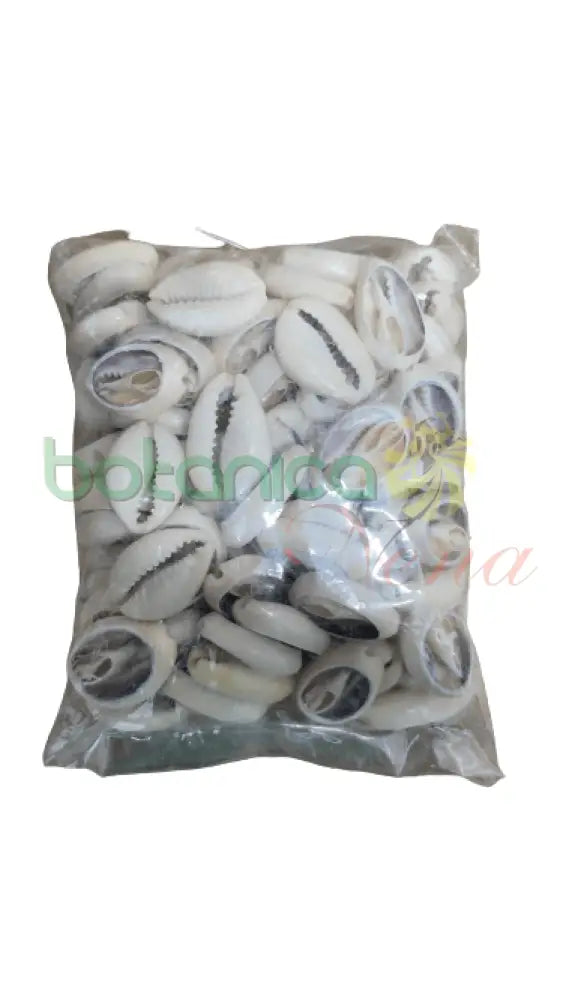 Caracol Cauri Cerrado 1 Libra