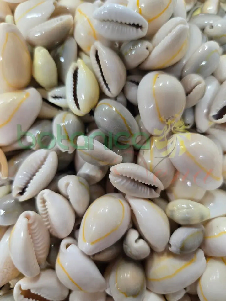 Caracol Cauri Cerrado 1 Unidad