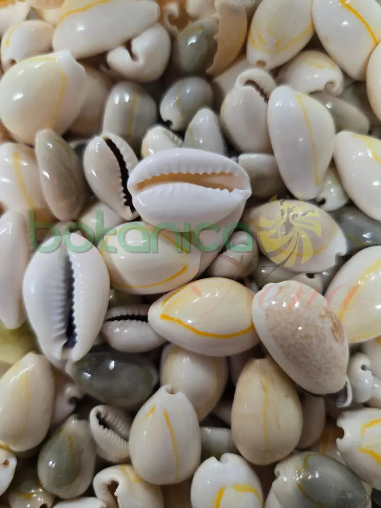 Caracol Cauri Cerrado