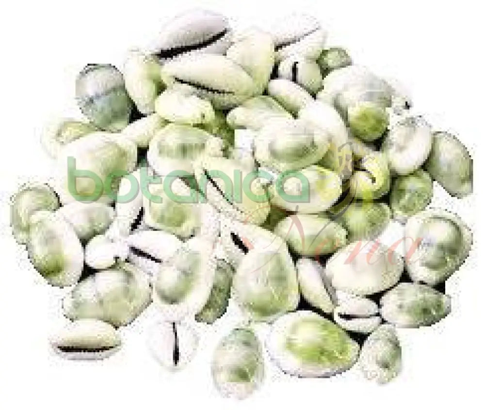 Caracoles Cauri Cerrados mano 21 piezas - Botanica Nena