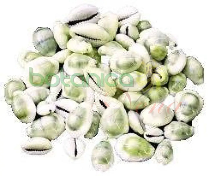 Caracoles Cauri Cerrados mano 21 piezas - Botanica Nena