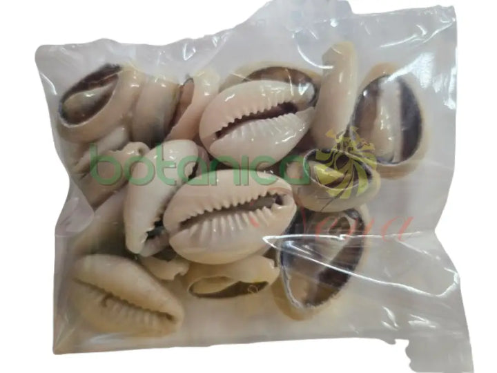 Caracol Cauri Cerrado Mano de 21 Piezas