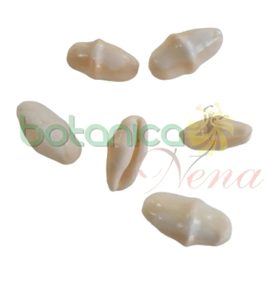 Caracol conca Cyphoma Gibbosum Flamenco Lengua Mar - Botanica Nena