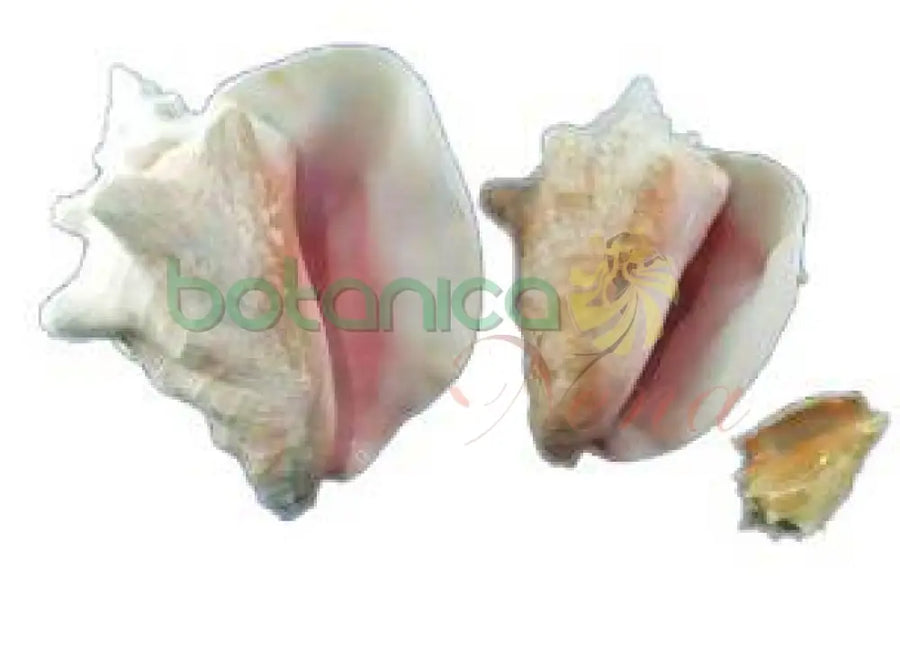 Caracol Cobo - Aye - Botanica Nena