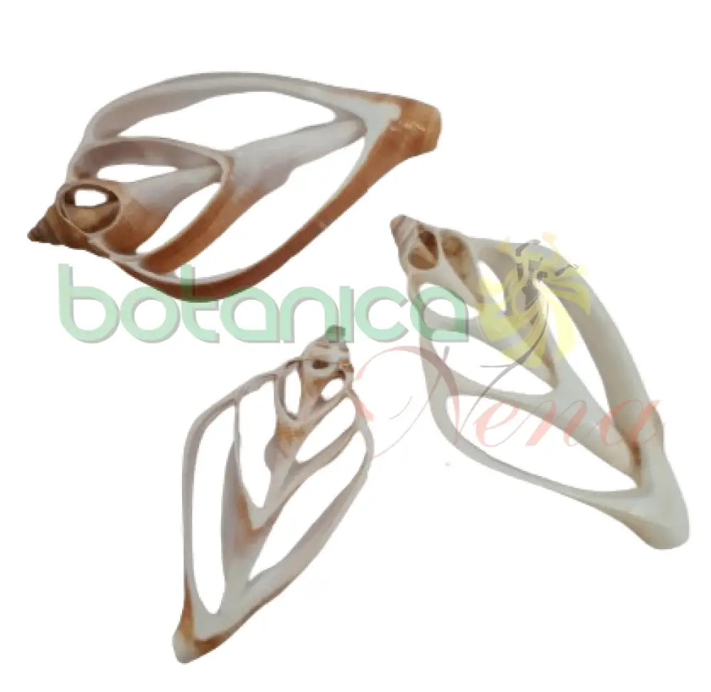 Caracol concha en rodajas Cut Sashells - Sliced Shells - Botanica Nena