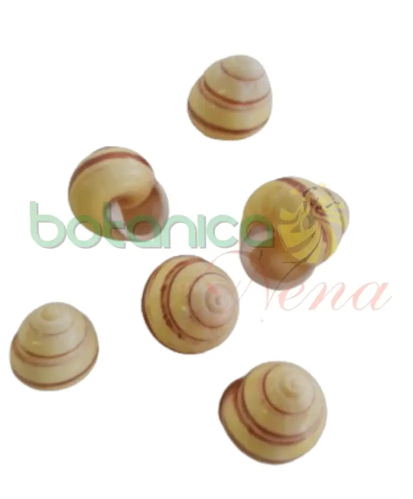 Caracol conchas de Almejas Sangonas. Sanguin Clams Seashells - Botanica Nena