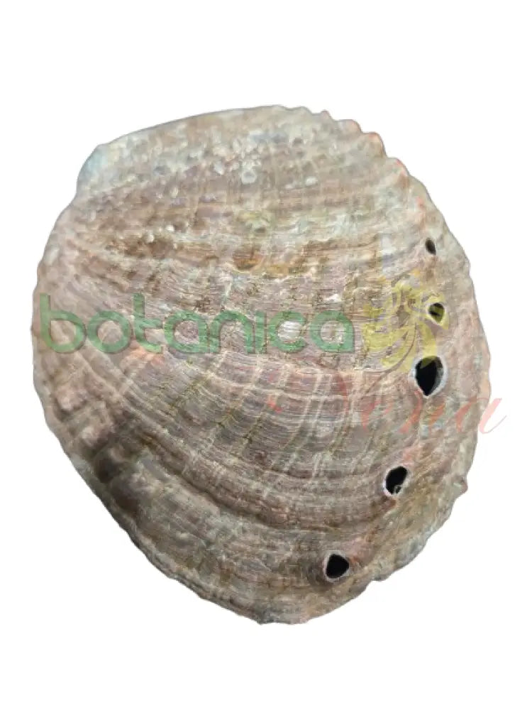 Caracol de Abalone