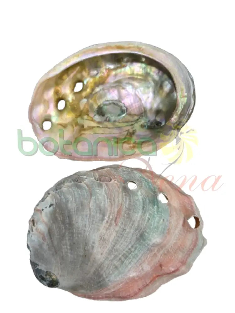 Caracol de Abalone verde y rosado 4’’