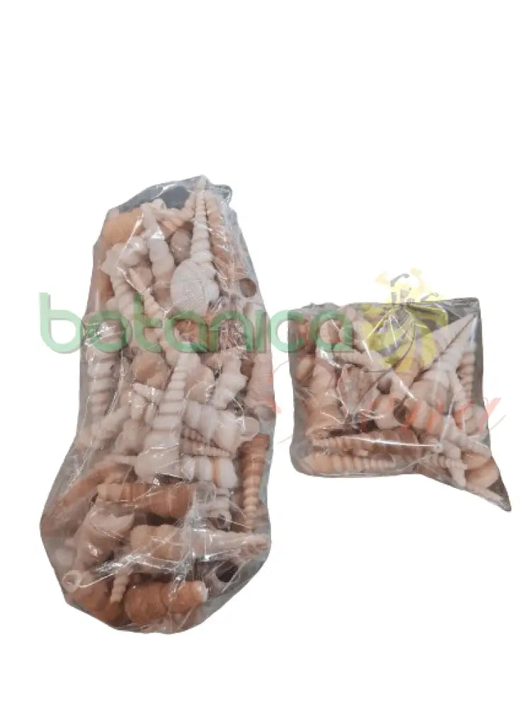 Caracol Largo Tirabuzon 3 opciones - Botanica Nena