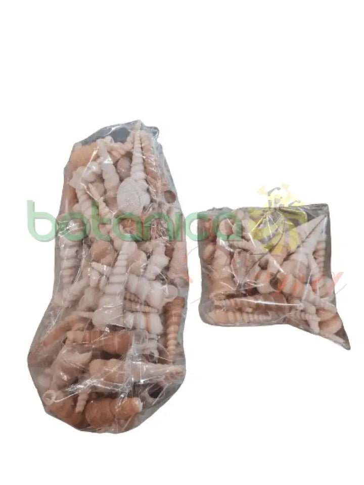 Caracol Largo Tirabuzon 3 opciones - Botanica Nena