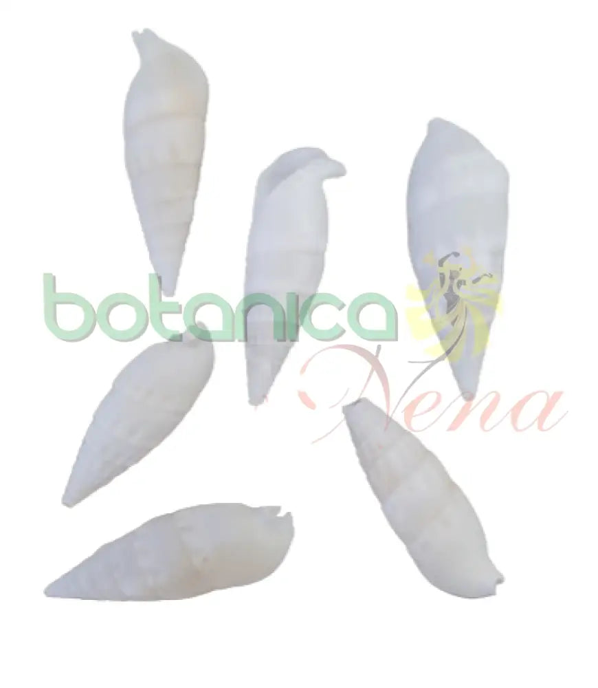 Caracol marino blanco y mafil - Cerithios - Botanica Nena