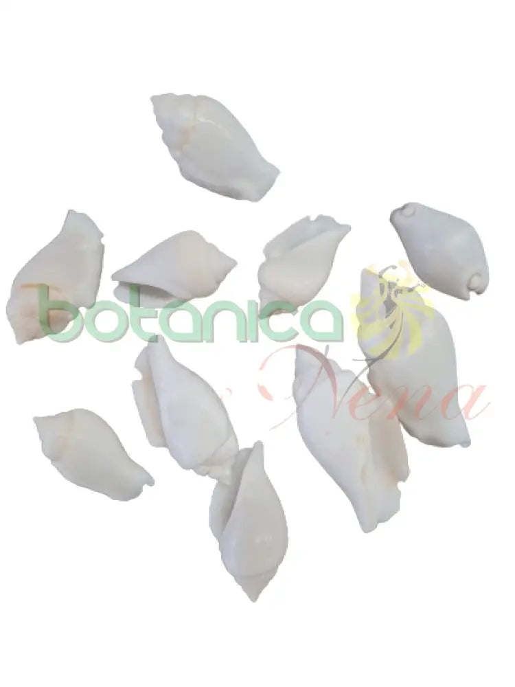 Caracol marino blanco y mafil - Cerithios - Botanica Nena
