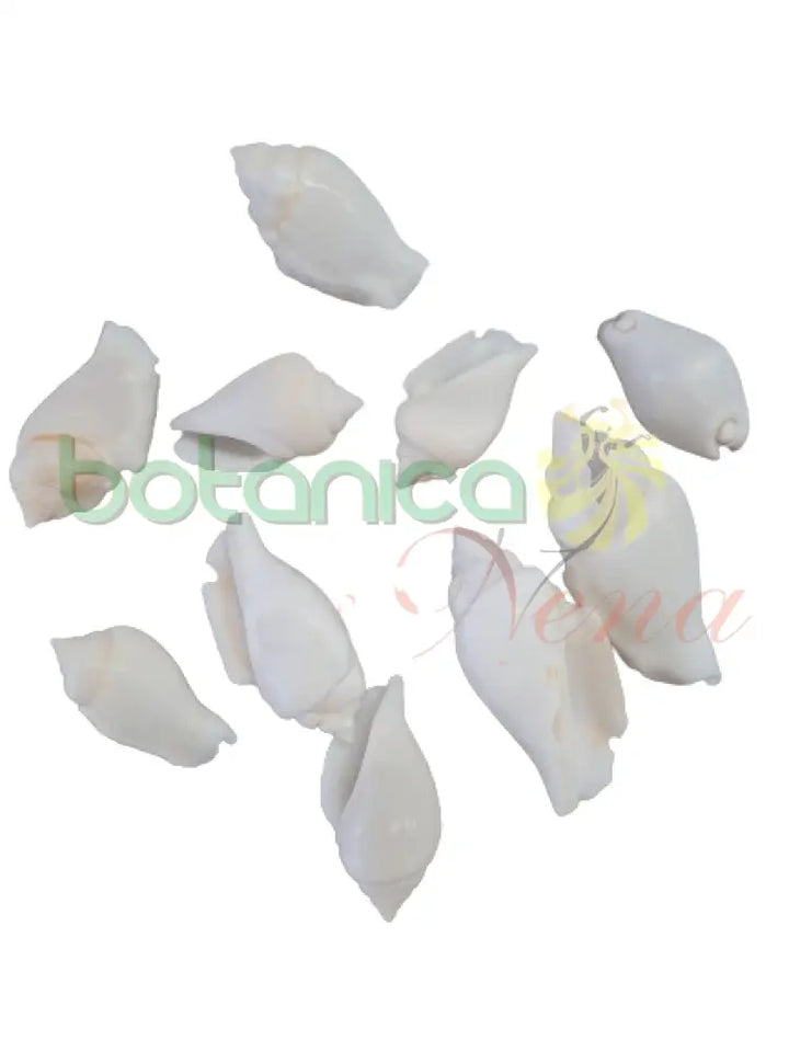Caracol marino blanco y mafil - Cerithios - Botanica Nena