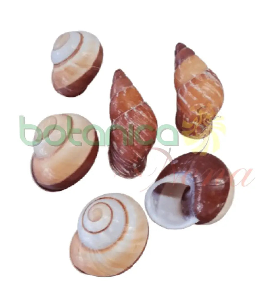 Caracol Marron Mediano - Botanica Nena