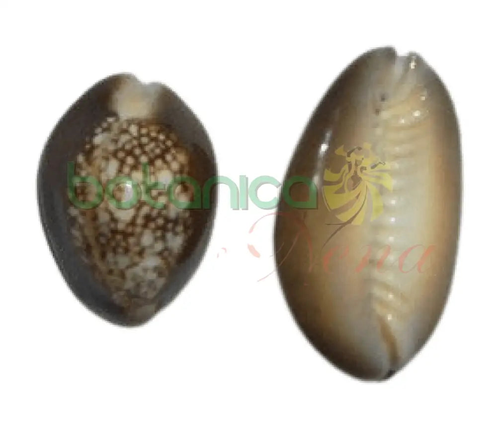 Caracol Marron ( Cowry) Pequeño - Botanica Nena