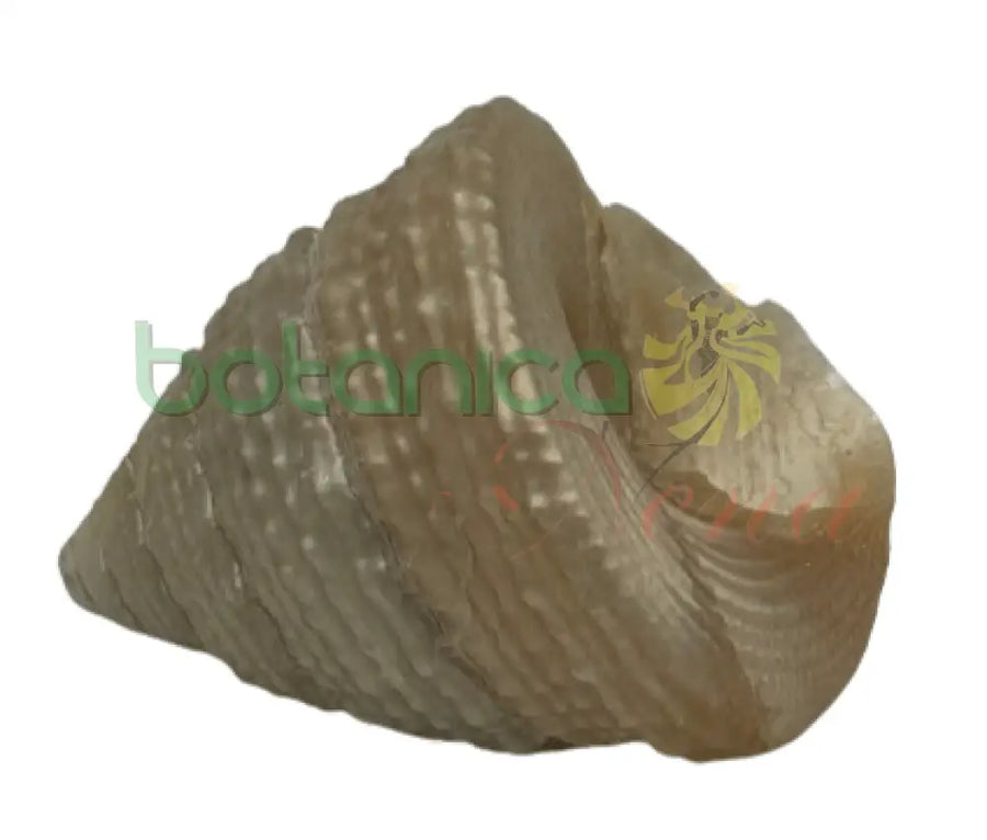 Caracol Nacarado Pequeño 1 - 1/4" - Botanica Nena