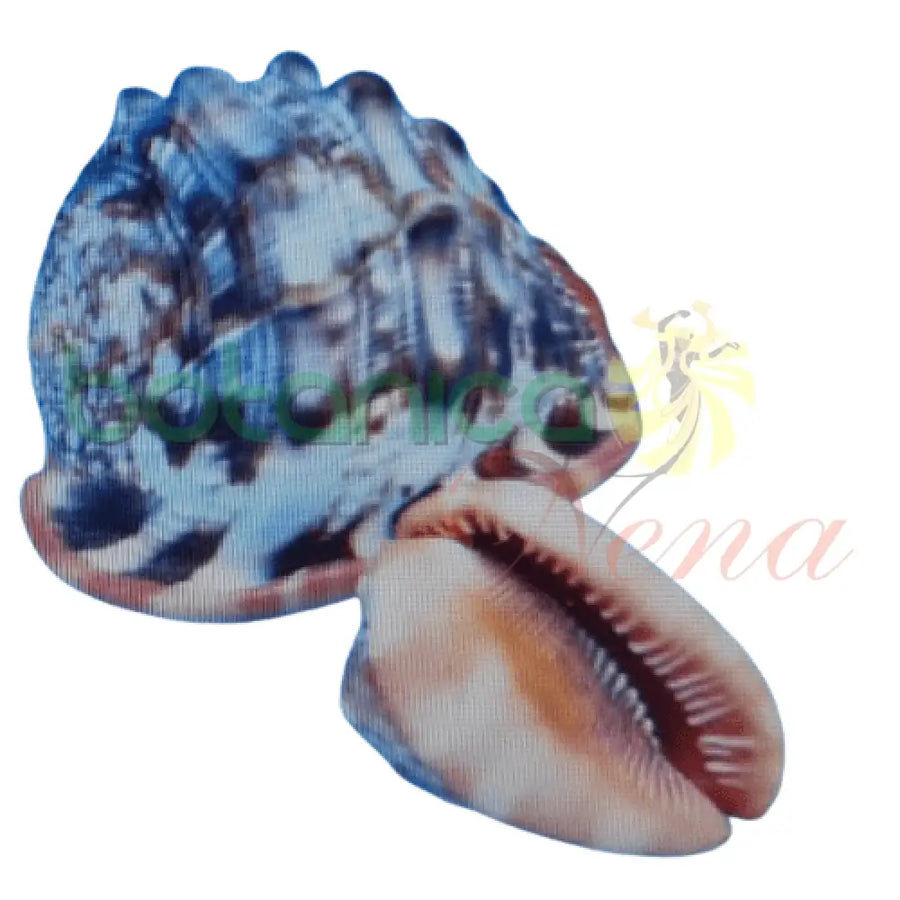 Caracol Reina 5"Alto - Queen Conch Cameo Shells - Bullmouth Helmet - Botanica Nena