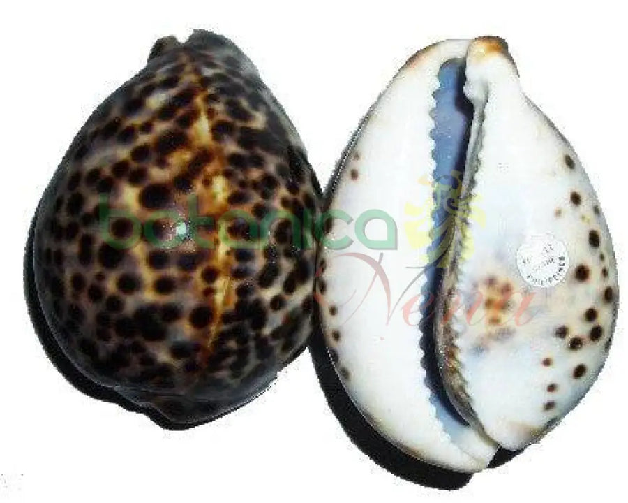 Caracol Tigre 3" - Botanica Nena