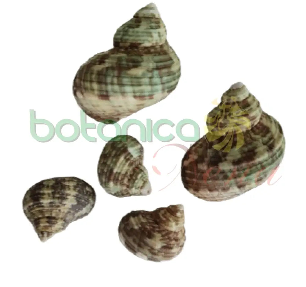 Caracol verde y marron - Turban Shells - Turbo Seashells - Botanica Nena