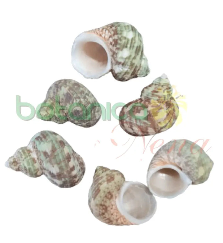 Caracol verde y marron - Turban Shells - Turbo Seashells - Botanica Nena