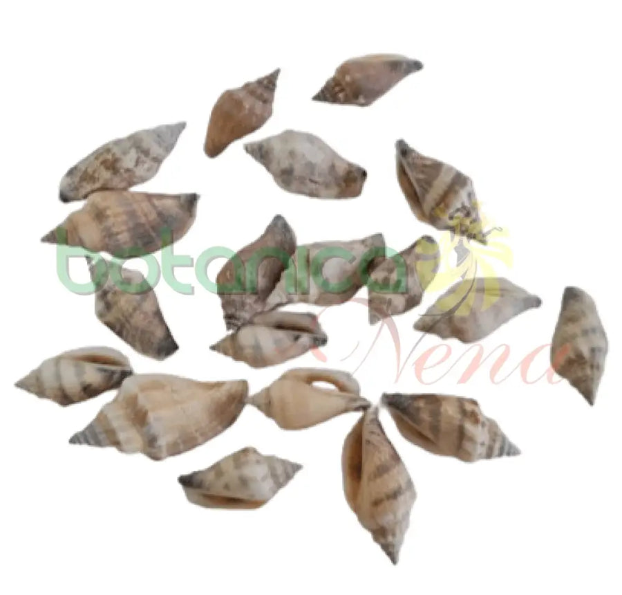Caracoles marinos variados - assorted seashells - Botanica Nena