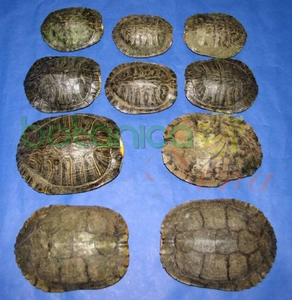 Carapacho de Jicotea (Tortuga) 1 pieza - Botanica Nena